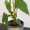 Set de legare a plantelor reutilizabil din 3 piese Lenders