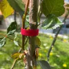 Set de legare a plantelor reutilizabil din 3 piese Lenders