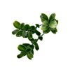 Perete verde din plastic buxus 50x50 cm