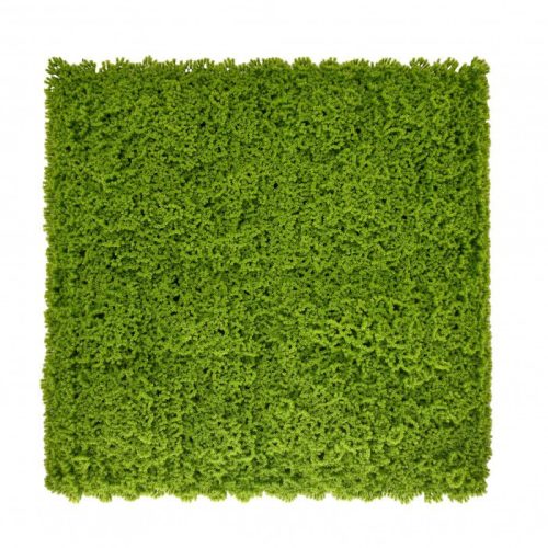 Perete verde din plastic cu muschi 50x50 cm